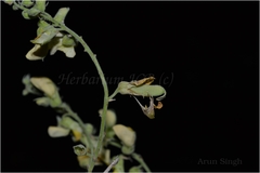 Rhynchosia bracteata